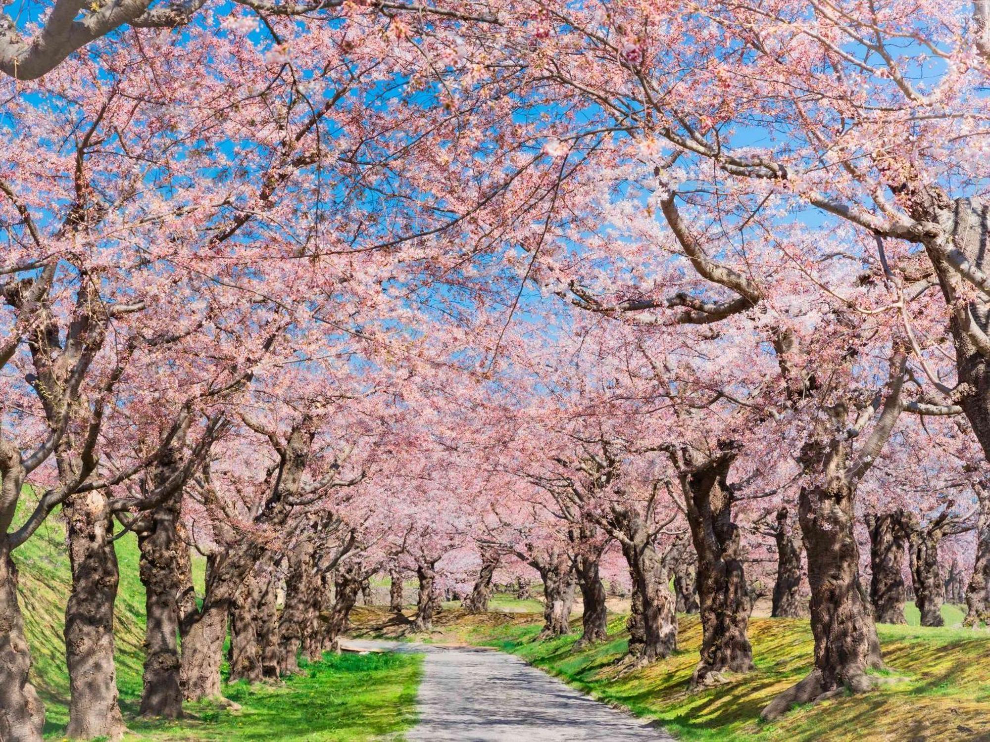 Gran Palette Hakodate Eksteriør billede